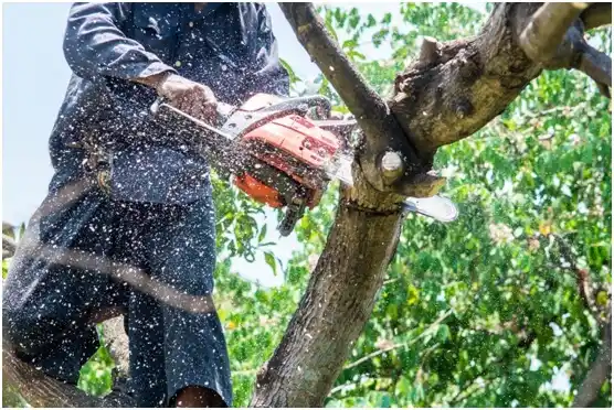 tree services Price